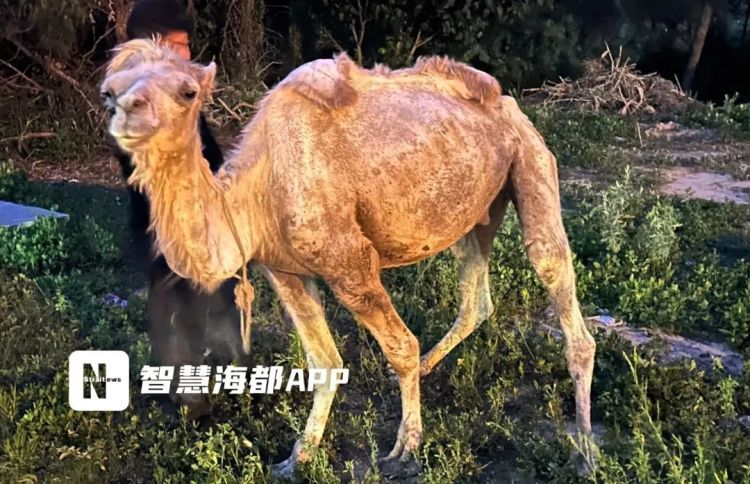 平潭一骆驼瘦成“纸片”引发关注！部门已介入