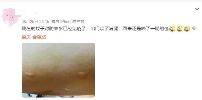 一到晚上嗡嗡吵？这几类人在它们眼里是“真香”，重庆网友哭诉：痒到崩溃