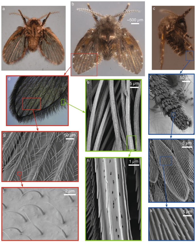 这种虫子看到一只家里很可能有一万只,除虫攻略→ 这种虫子看到一只家里很可能有一万只,除虫攻略→