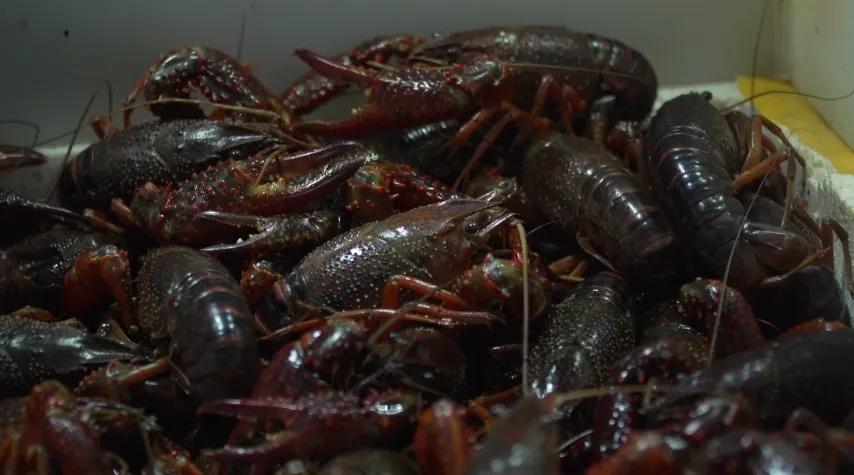 吓人！浙江小伙吃了这东西，直接休克！好多人都爱吃