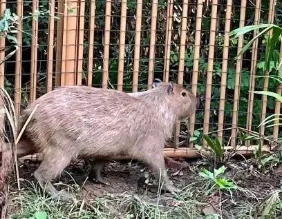 “出逃”引发全网关注的“豆包”回家了!不但没瘦,还胖了一斤多 “出逃”引发全网关注的“豆包”回家了!不但没瘦,还胖了一斤多