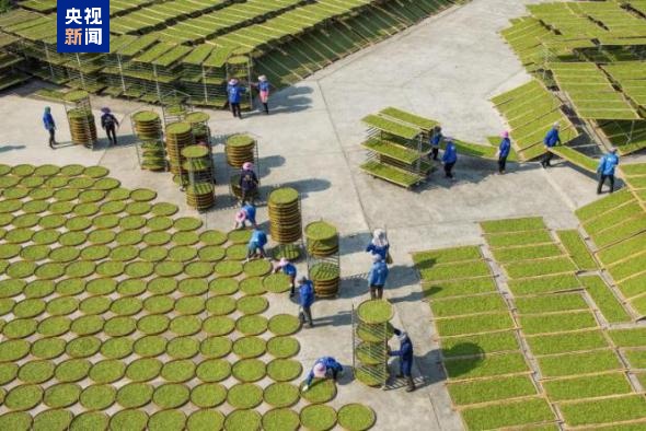 传承“活化石”,解题钥匙是→ 传承“活化石”,解题钥匙是→