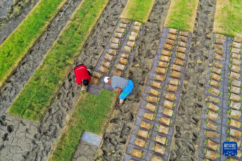 初夏时节插秧忙 初夏时节插秧忙