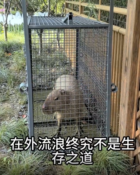 出逃两个月！卡皮巴拉“豆包”回家了！不但没瘦，还胖了一斤多...