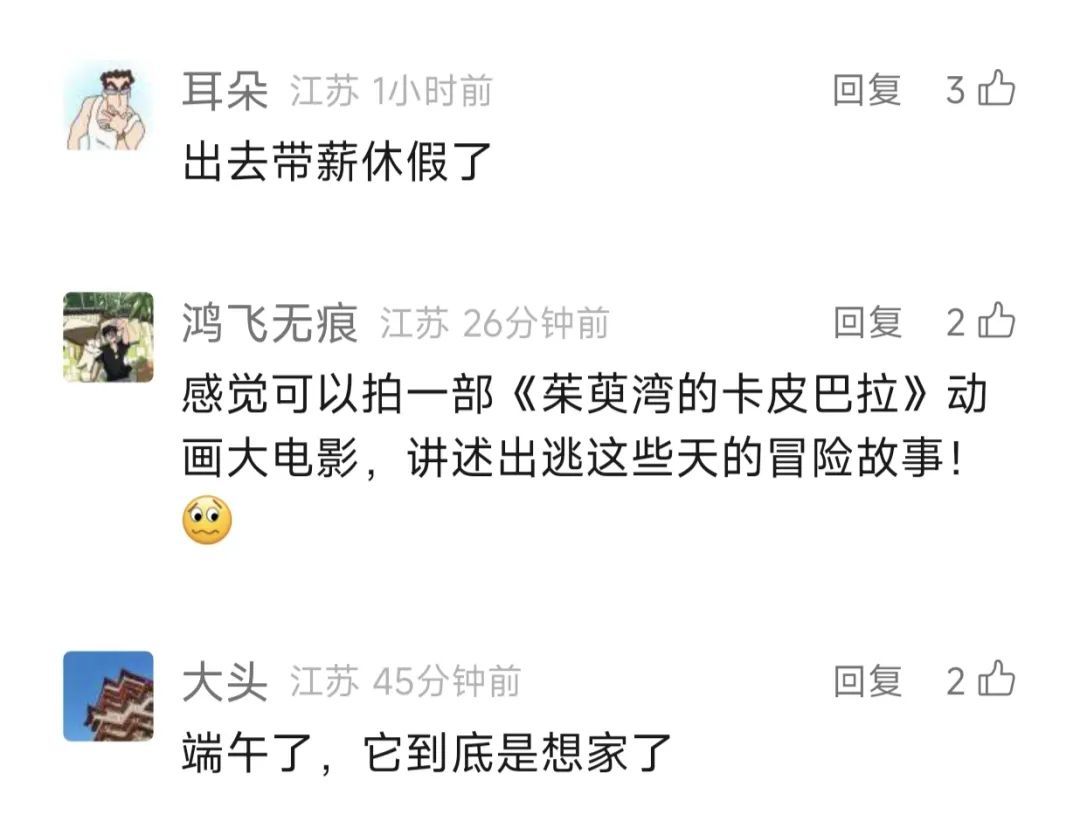 出逃两个月，悬赏逐步升级…如今主动归来！还胖了一斤