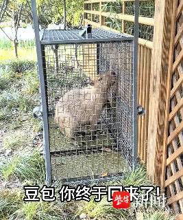 流浪2个月，离家出走的“豆包”回来了！