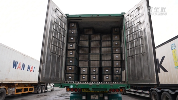 20吨百香果,来了! 20吨百香果,来了!