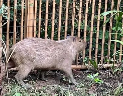 离家出走的“豆包”,终于回来了…… 离家出走的“豆包”,终于回来了……