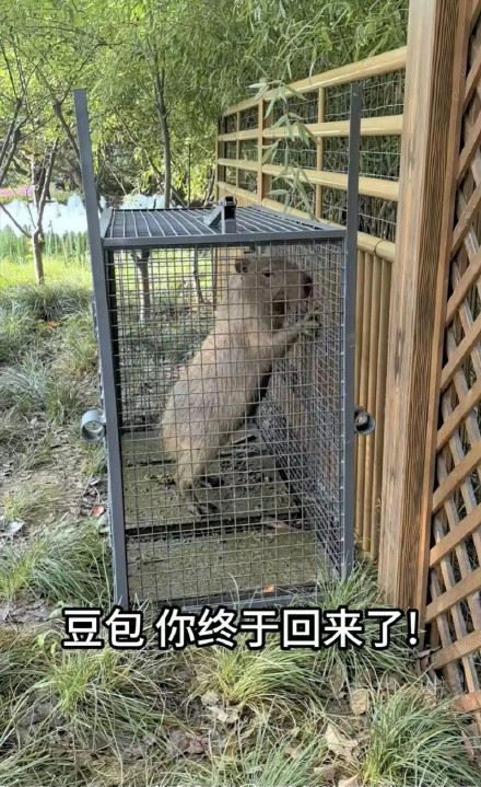 “豆包”已自行回家，胖了一斤多