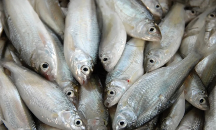 35元一斤!浙江一地特有的美味上市了,去晚了根本买不到 35元一斤!浙江一地特有的美味上市了,去晚了根本买不到