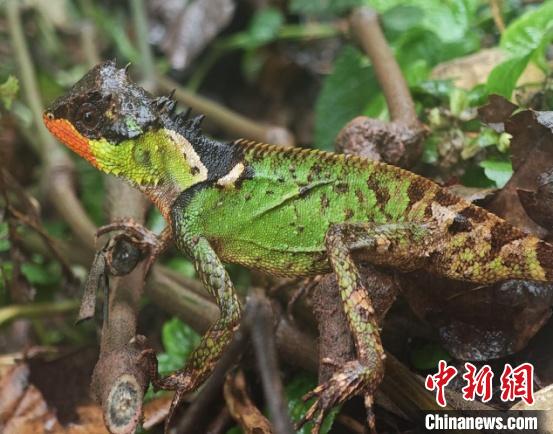 云南南滚河保护区首次发现红唇棘蜥 云南南滚河保护区首次发现红唇棘蜥