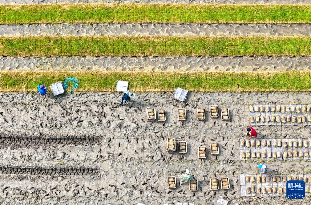 初夏时节插秧忙 初夏时节插秧忙