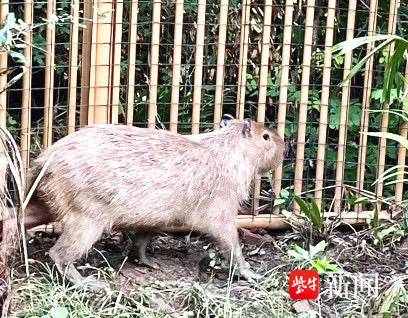 流浪2个月，离家出走的“豆包”回来了！