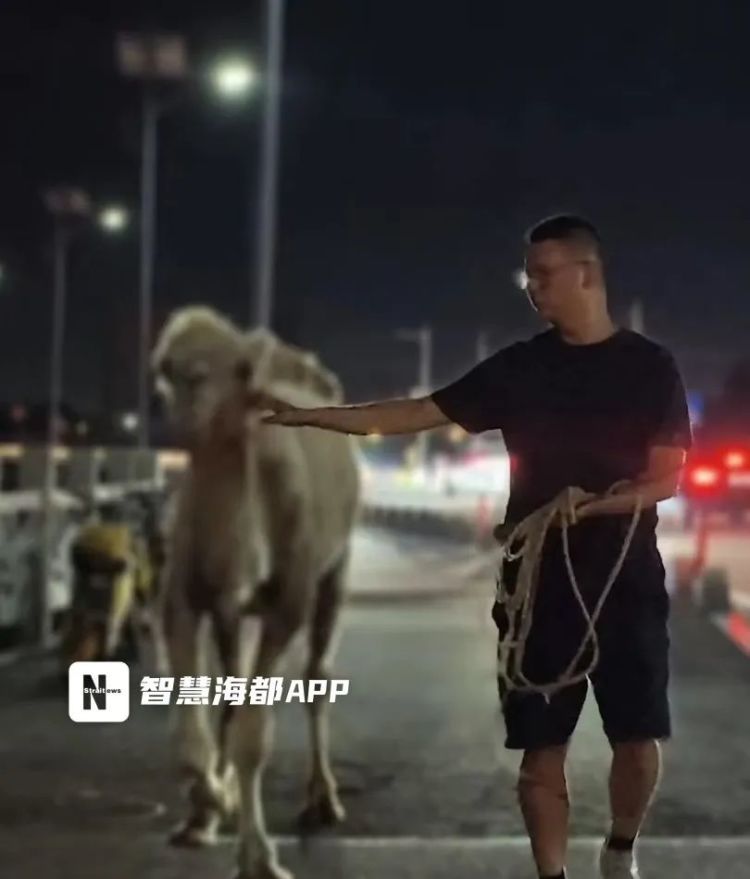 平潭一骆驼瘦成“纸片”引发关注！部门已介入