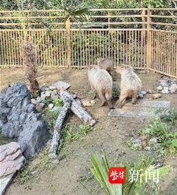 流浪2个月，离家出走的“豆包”回来了！