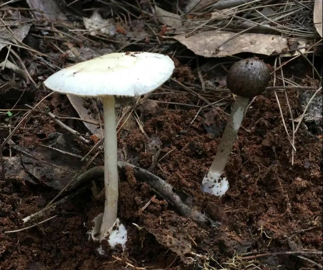 已进入高发期!看上去平平无奇的它们,已经造成多人中毒 已进入高发期!看上去平平无奇的它们,已经造成多人中毒