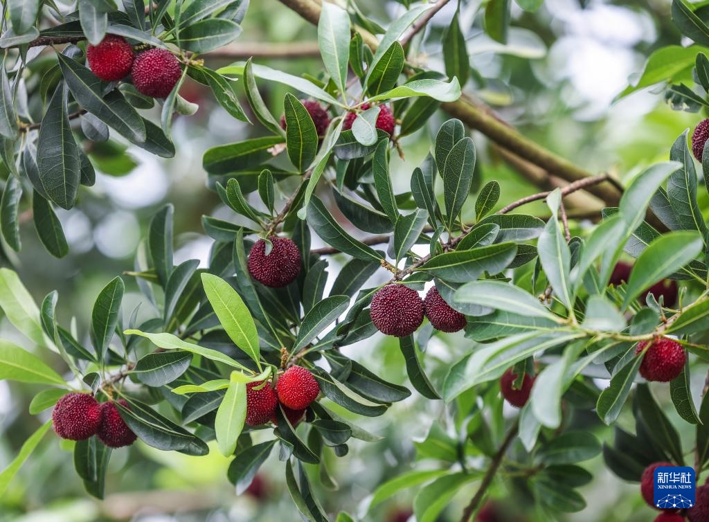 浙江慈溪:杨梅之乡开启丰收季 浙江慈溪:杨梅之乡开启丰收季