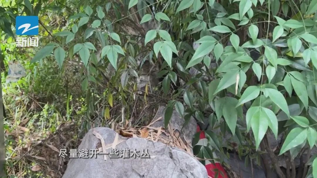 高发季来临！27岁游客被咬身亡，学会这些技巧或可保命