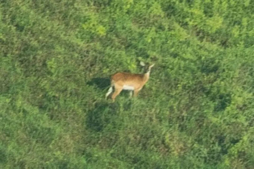 全球首张乌彭巴驴羚的活体照曝光,该物种极度濒危数量或不到百只 全球首张乌彭巴驴羚的活体照曝光,该物种极度濒危数量或不到百只