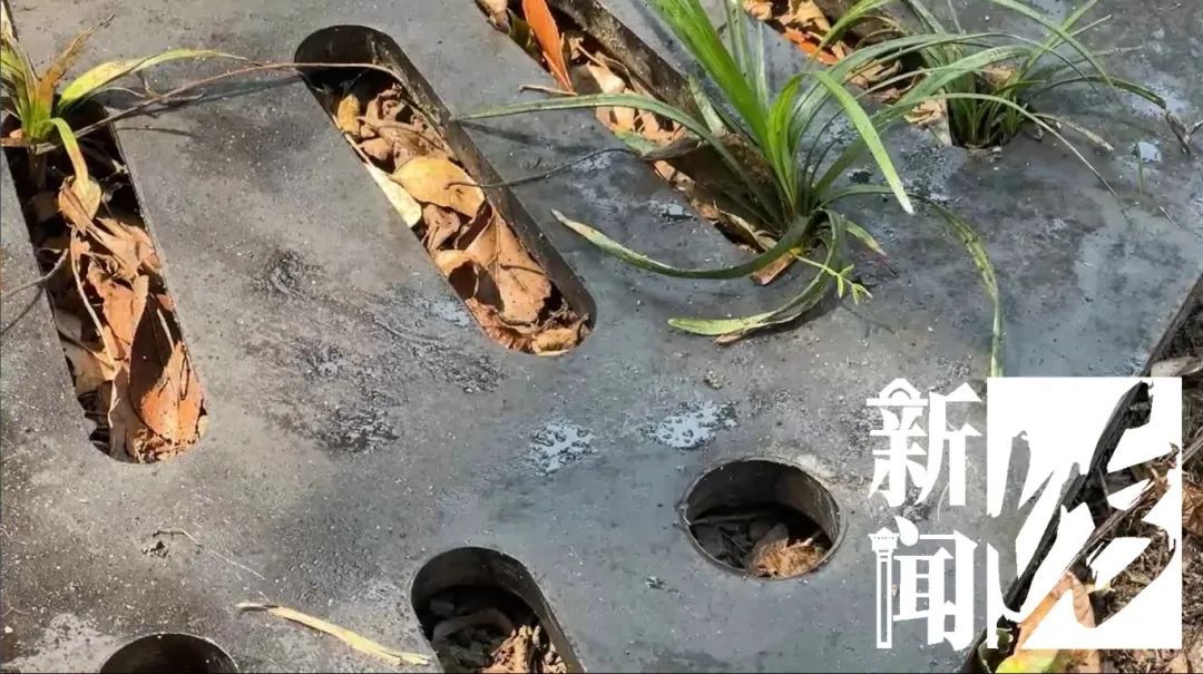 头皮发麻!上海街头这些不明粘液是啥?目前正是高发期!有人鞋底、衣服遭殃... 头皮发麻!上海街头这些不明粘液是啥?目前正是高发期!有人鞋底、衣服遭殃...