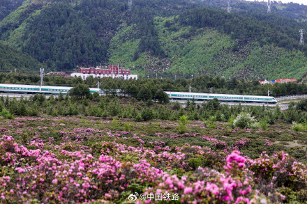 复兴号穿过高山杜鹃花海 复兴号穿过高山杜鹃花海