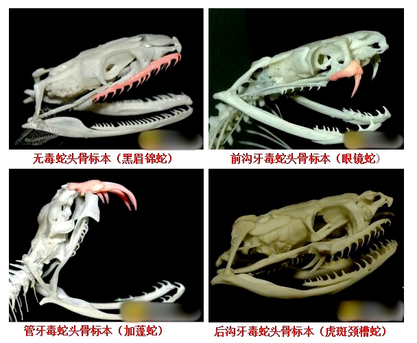 27岁女子被咬伤身亡!旅行中这些易被忽视的危险,你知道几个? 27岁女子被咬伤身亡!旅行中这些易被忽视的危险,你知道几个?