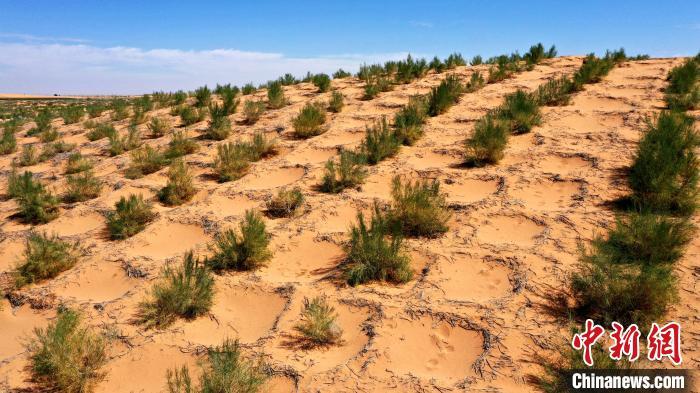 210万亩环绿洲锁边林草带“锁住”夹击民勤的两大沙漠 210万亩环绿洲锁边林草带“锁住”夹击民勤的两大沙漠