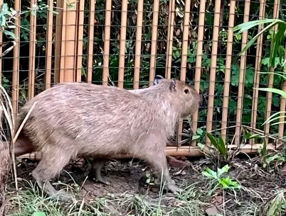 “豆包”回家了！还胖了一斤多