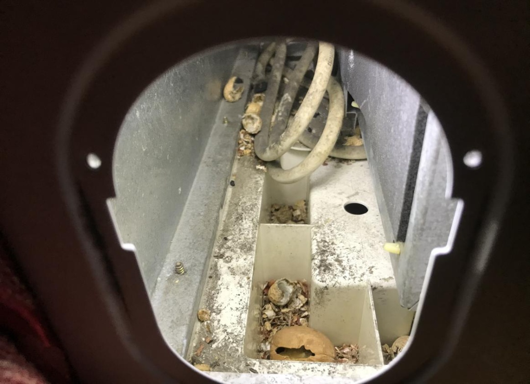 吃席后高热出血!近期活动频繁,警惕感染风险 吃席后高热出血!近期活动频繁,警惕感染风险