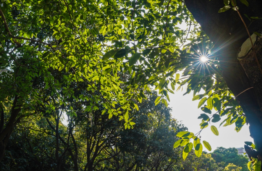 “龙舟水”暂歇,阳光即将上线,晾晒可以安排了!本月广东还有3次高温天气 “龙舟水”暂歇,阳光即将上线,晾晒可以安排了!本月广东还有3次高温天气
