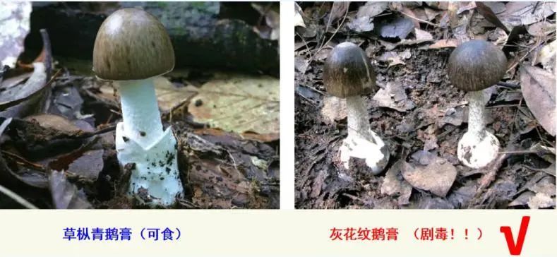 已进入高发期!看上去平平无奇的它们,已经造成多人中毒 已进入高发期!看上去平平无奇的它们,已经造成多人中毒