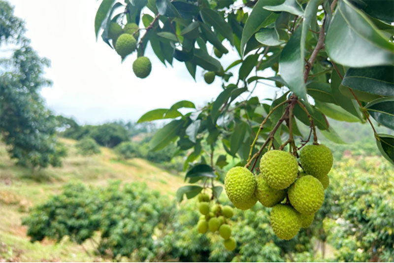 助“荔”振兴!北流荔枝全产业链带动特色农业升级 助“荔”振兴!北流荔枝全产业链带动特色农业升级