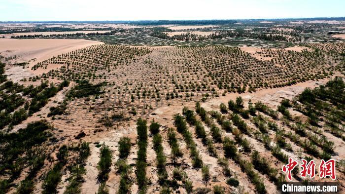210万亩环绿洲锁边林草带“锁住”夹击民勤的两大沙漠 210万亩环绿洲锁边林草带“锁住”夹击民勤的两大沙漠