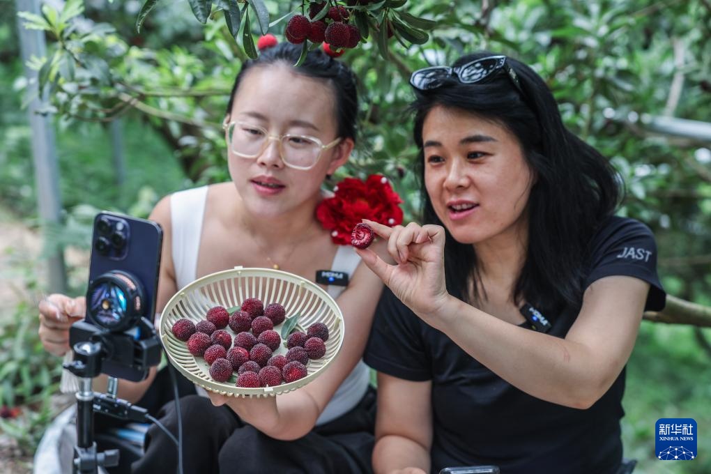 浙江慈溪:杨梅之乡开启丰收季 浙江慈溪:杨梅之乡开启丰收季