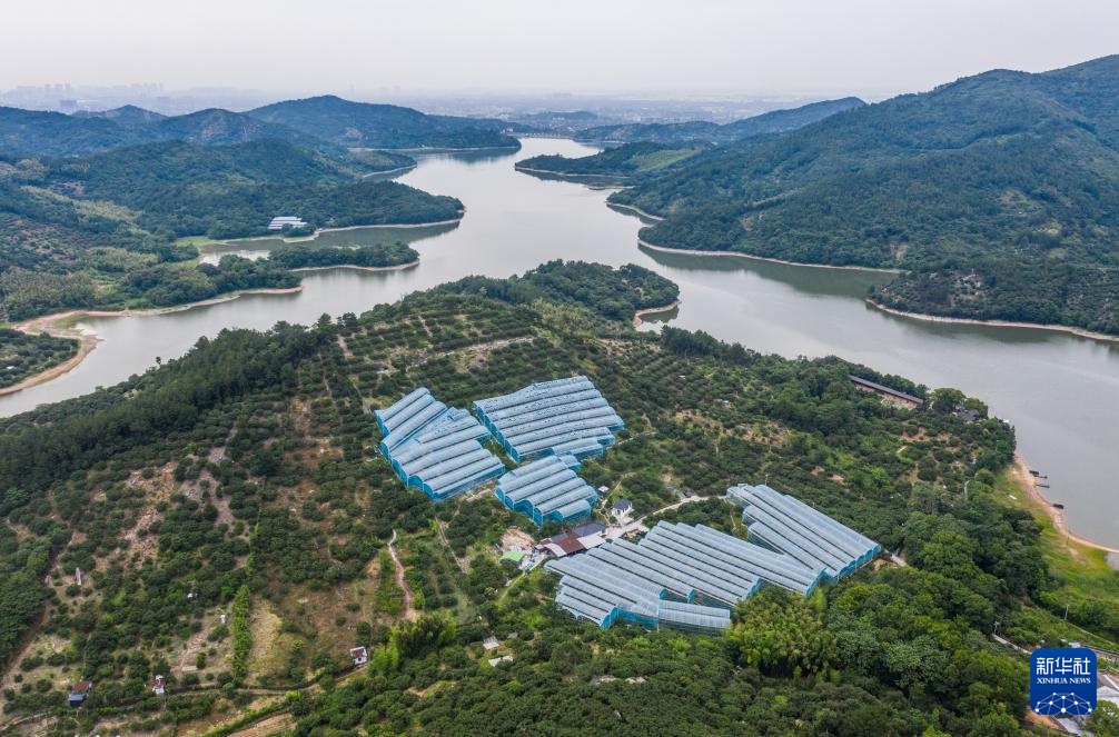 浙江慈溪:杨梅之乡开启丰收季 浙江慈溪:杨梅之乡开启丰收季