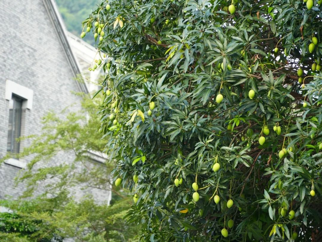柳州已大量出现！紧急提醒：不要摘！不要吃！