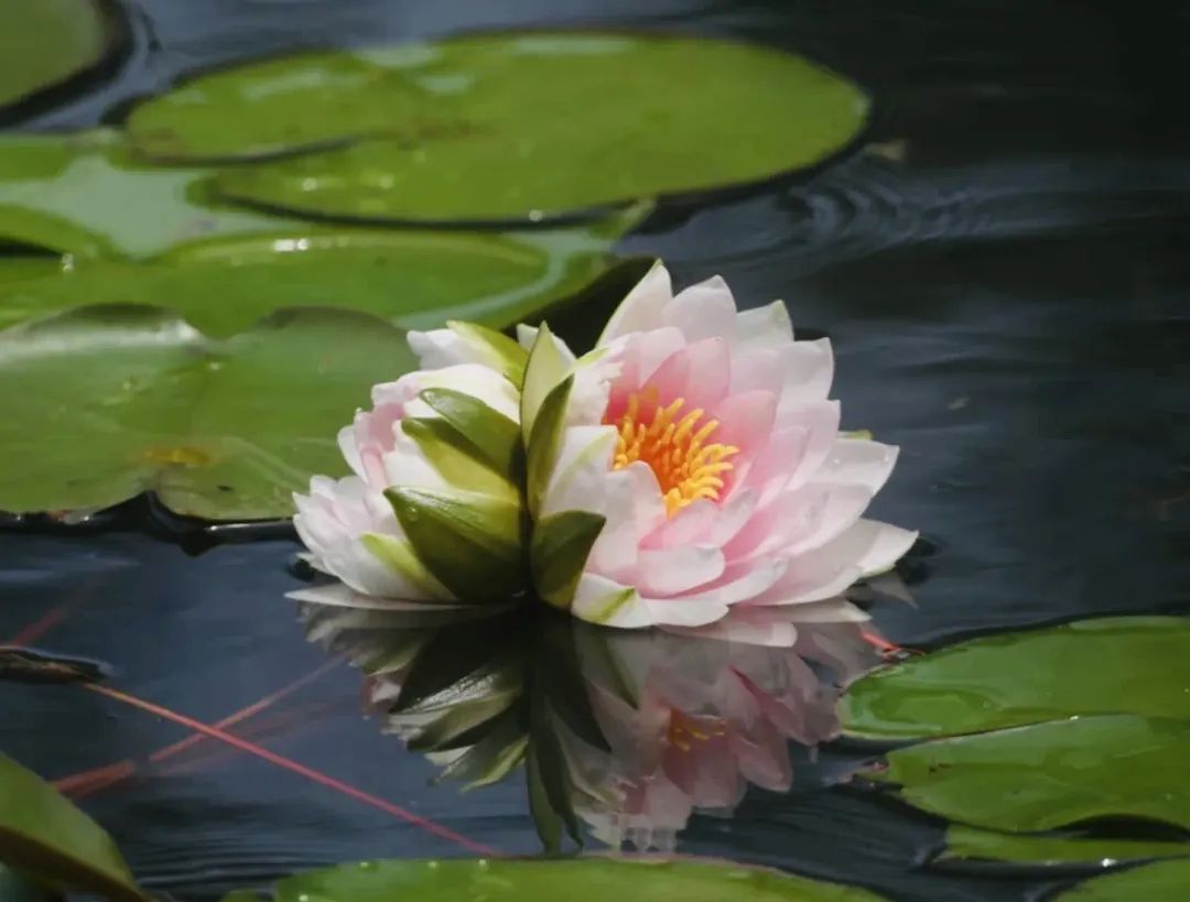 罕见!首现合肥 罕见!首现合肥