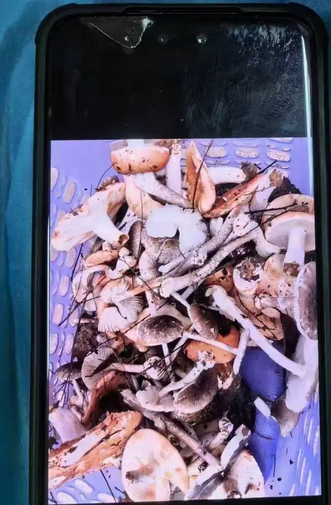 已进入高发期!看上去平平无奇的它们,已经造成多人中毒 已进入高发期!看上去平平无奇的它们,已经造成多人中毒