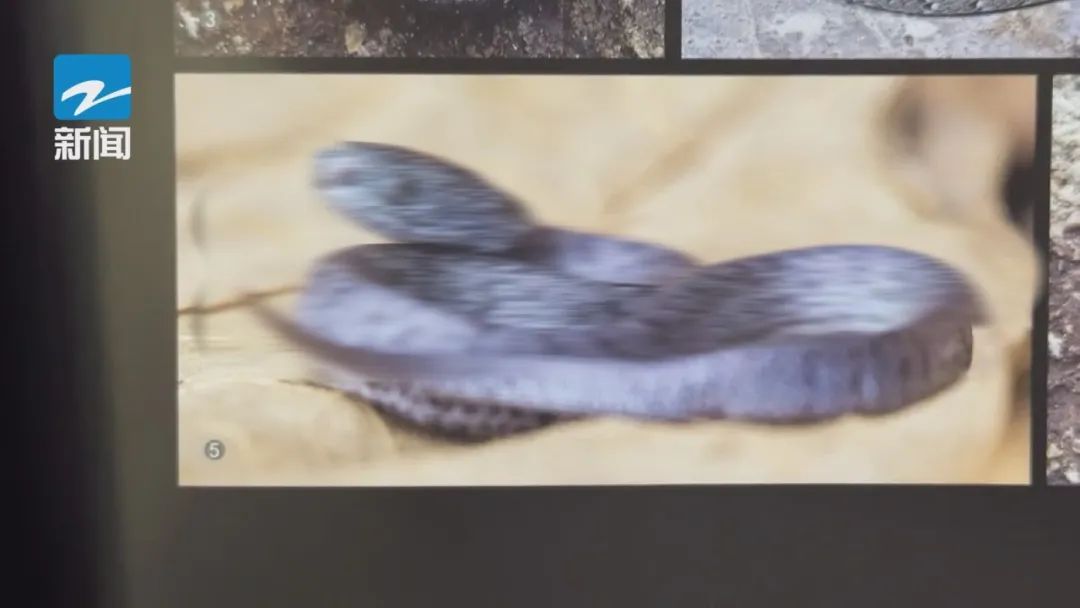 高发季来临！27岁游客被咬身亡，学会这些技巧或可保命