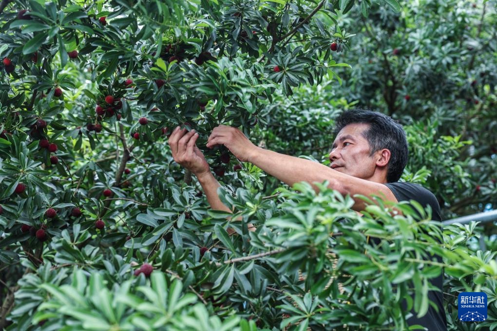浙江慈溪:杨梅之乡开启丰收季 浙江慈溪:杨梅之乡开启丰收季