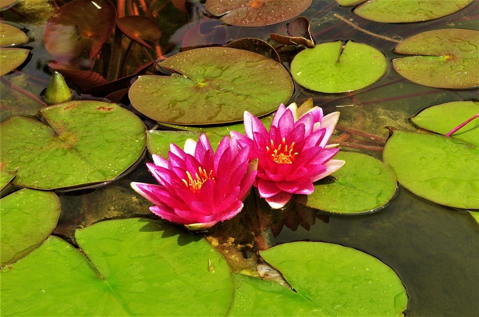 睡莲为啥“作息”这么规律? 睡莲为啥“作息”这么规律?