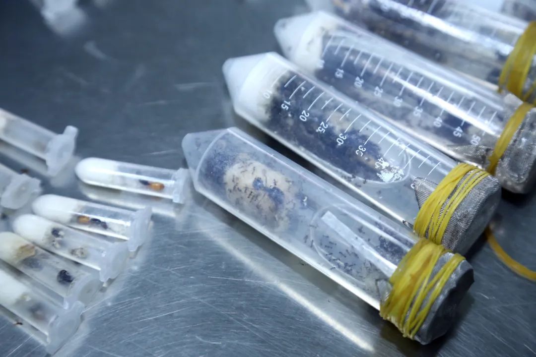 江门海关在“女士上衣”中发现7407只蚂蚁 江门海关在“女士上衣”中发现7407只蚂蚁