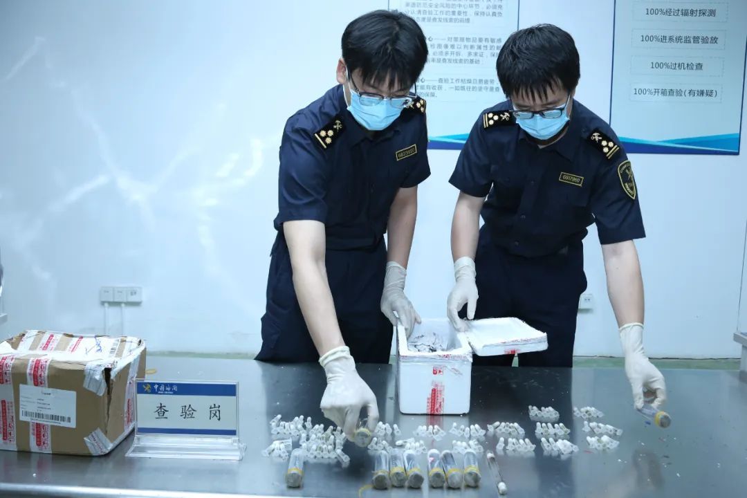 江门海关在“女士上衣”中发现7407只蚂蚁 江门海关在“女士上衣”中发现7407只蚂蚁