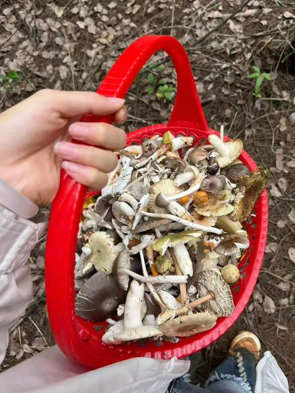 已进入高发期!看上去平平无奇的它们,已经造成多人中毒 已进入高发期!看上去平平无奇的它们,已经造成多人中毒