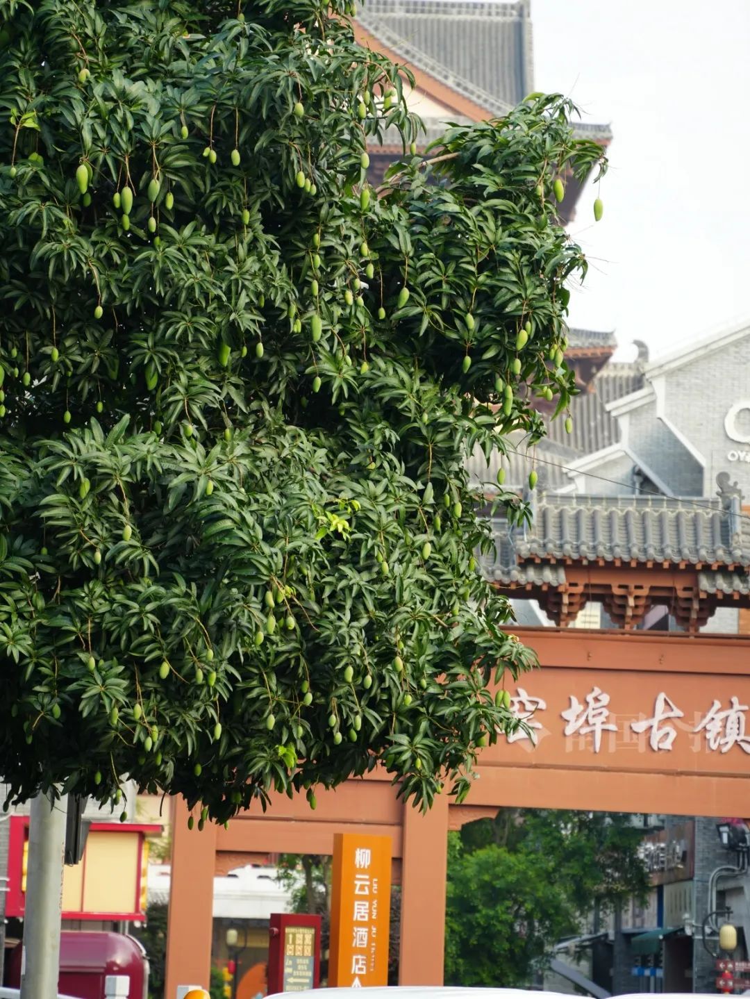 柳州已大量出现！紧急提醒：不要摘！不要吃！