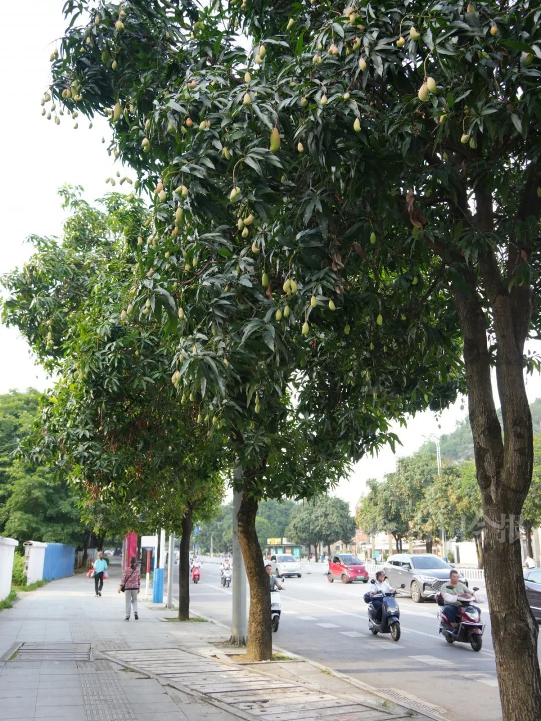 柳州已大量出现！紧急提醒：不要摘！不要吃！