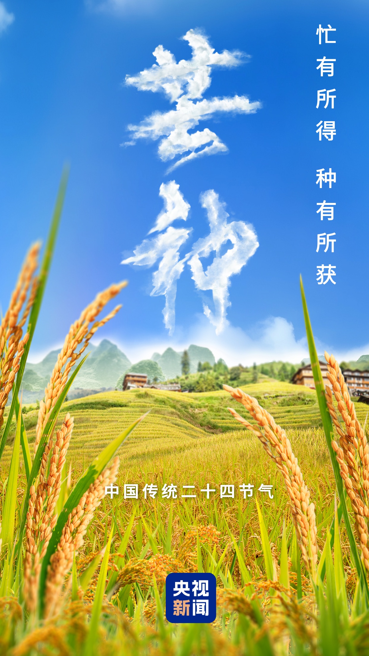 芒种节气小知识来了 夏种作物都有什么？