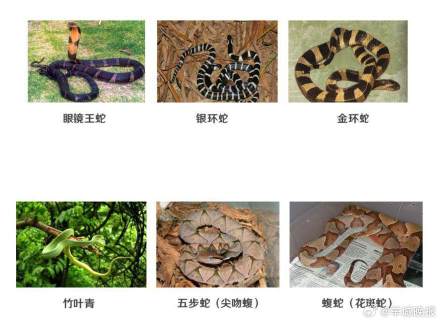 被毒蛇咬伤后,广东可打抗蛇毒血清的医院 被毒蛇咬伤后,广东可打抗蛇毒血清的医院