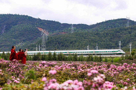 复兴号穿过高山杜鹃花海 复兴号穿过高山杜鹃花海