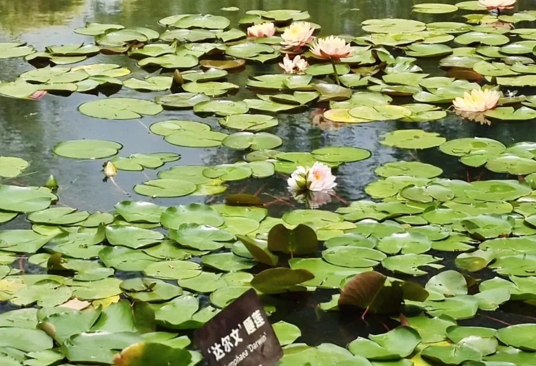 罕见!首现合肥 罕见!首现合肥